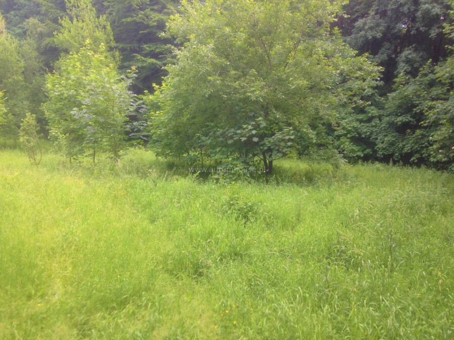 krakowski, Jerzmanowice-Przeginia, Sąspów, Plot for sale