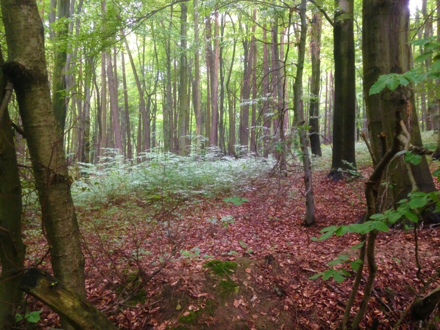 krakowski, Jerzmanowice-Przeginia, Sąspów, Plot for sale
