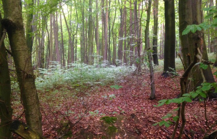 Małopolskie, krakowski, Działka na sprzedaż